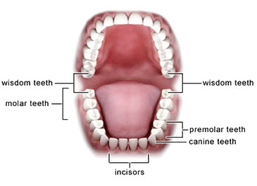 image showing wisdom teeth